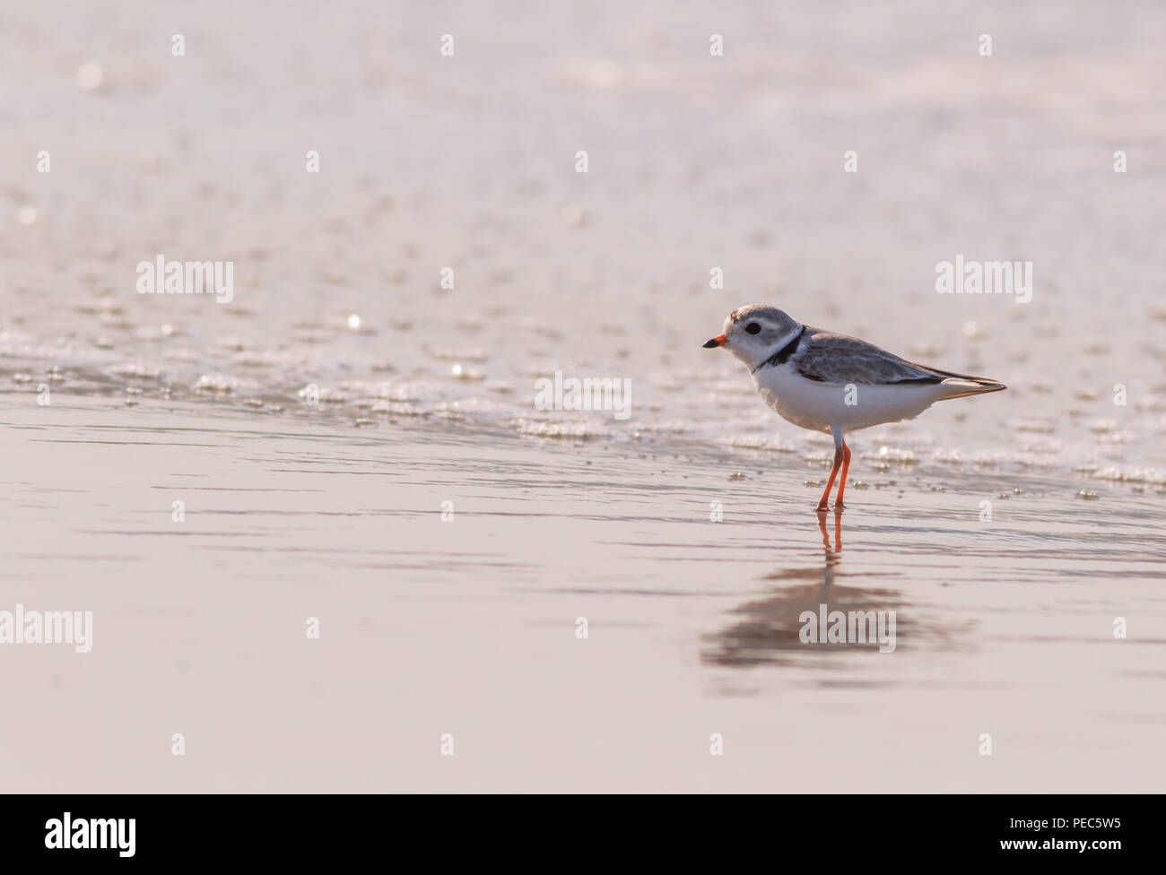 Piping Plover (Charadrius melodus), sulla conservazione Red Watch list, passeggiate in tutta l'acqua oceanica in morbida luce mattutina Foto Stock