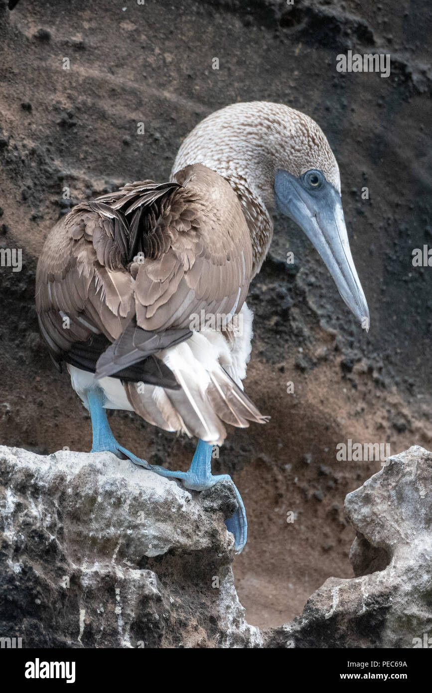 Blu-footed Booby, Galápagos Foto Stock