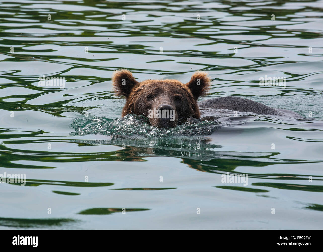 La Kamchatka l'orso bruno (Ursus arctos beringianus) in acqua, Kurile lago, Kamchatka, Russia Foto Stock