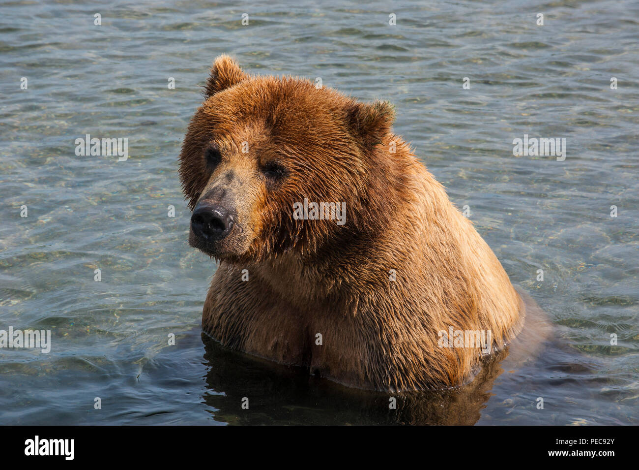 La Kamchatka l'orso bruno (Ursus arctos beringianus) in acqua, Kurile lago, Kamchatka, Russia Foto Stock
