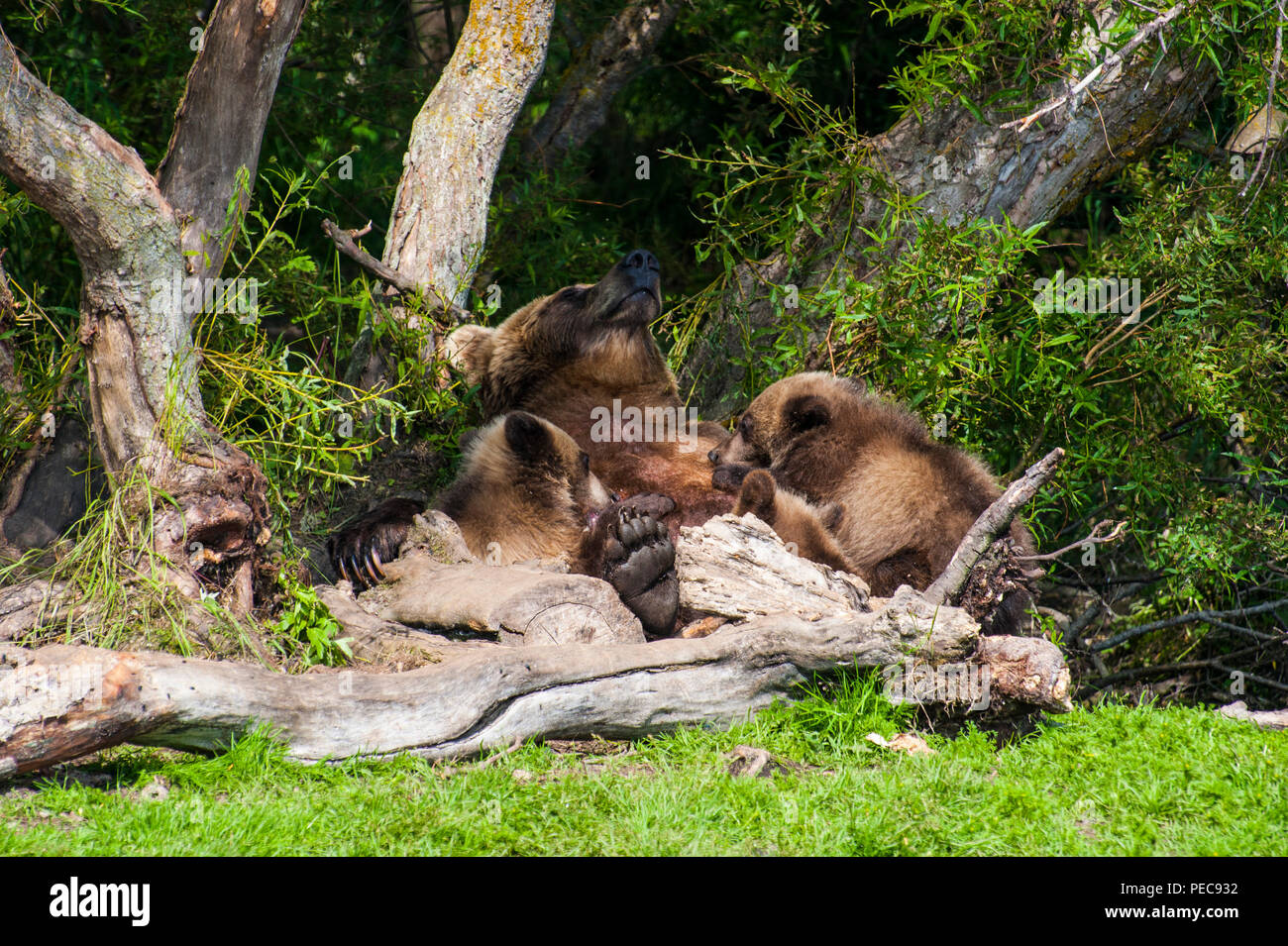La Kamchatka l'orso bruno (Ursus arctos beringianus), madre animale con le sue tazze, Kurile lago, Kamchatka, Russia Foto Stock
