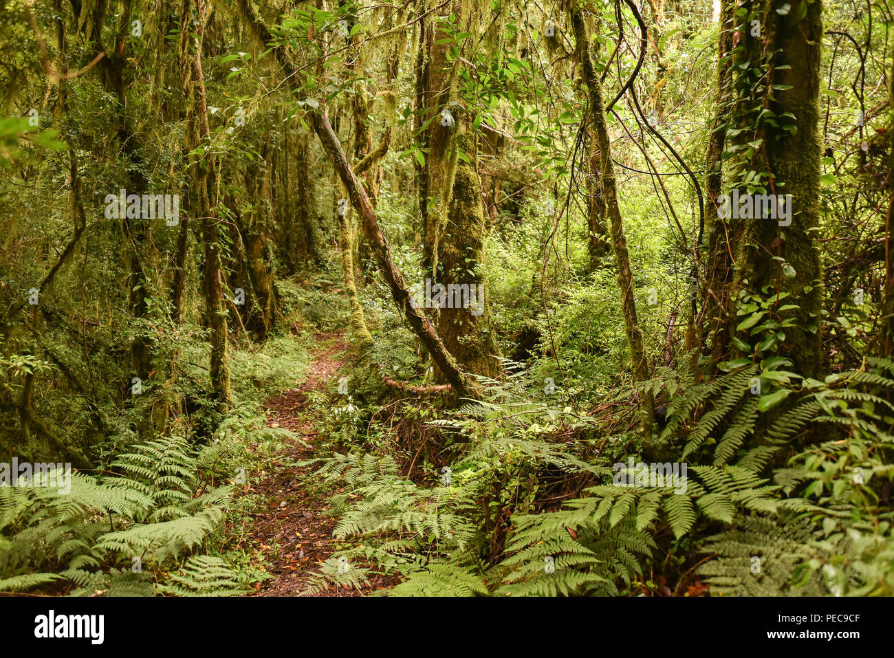 Foresta pluviale temperata, foresta di felci sulla Carretera Austral, Valle Exploradores, Parque Nacional Laguna San Foto Stock