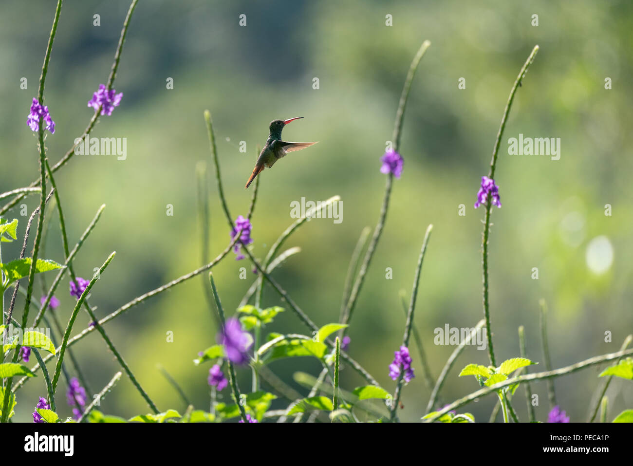 Hummingbird in volo tra i fiori blu, Mindo Cloud Forest, Ecuador Foto Stock