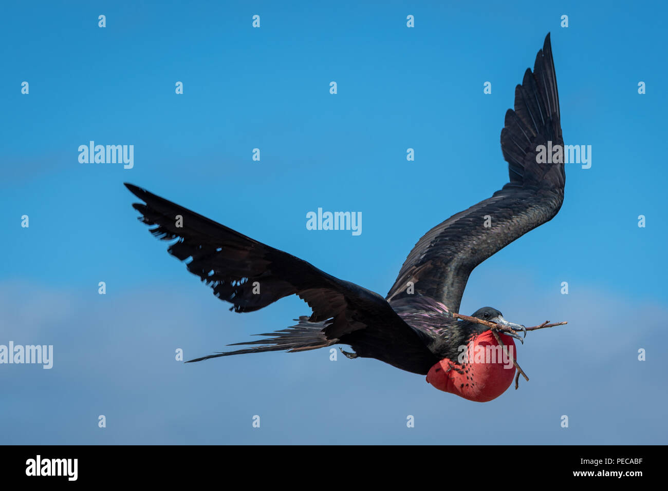 Magnifica fregata uccelli in volo Foto Stock