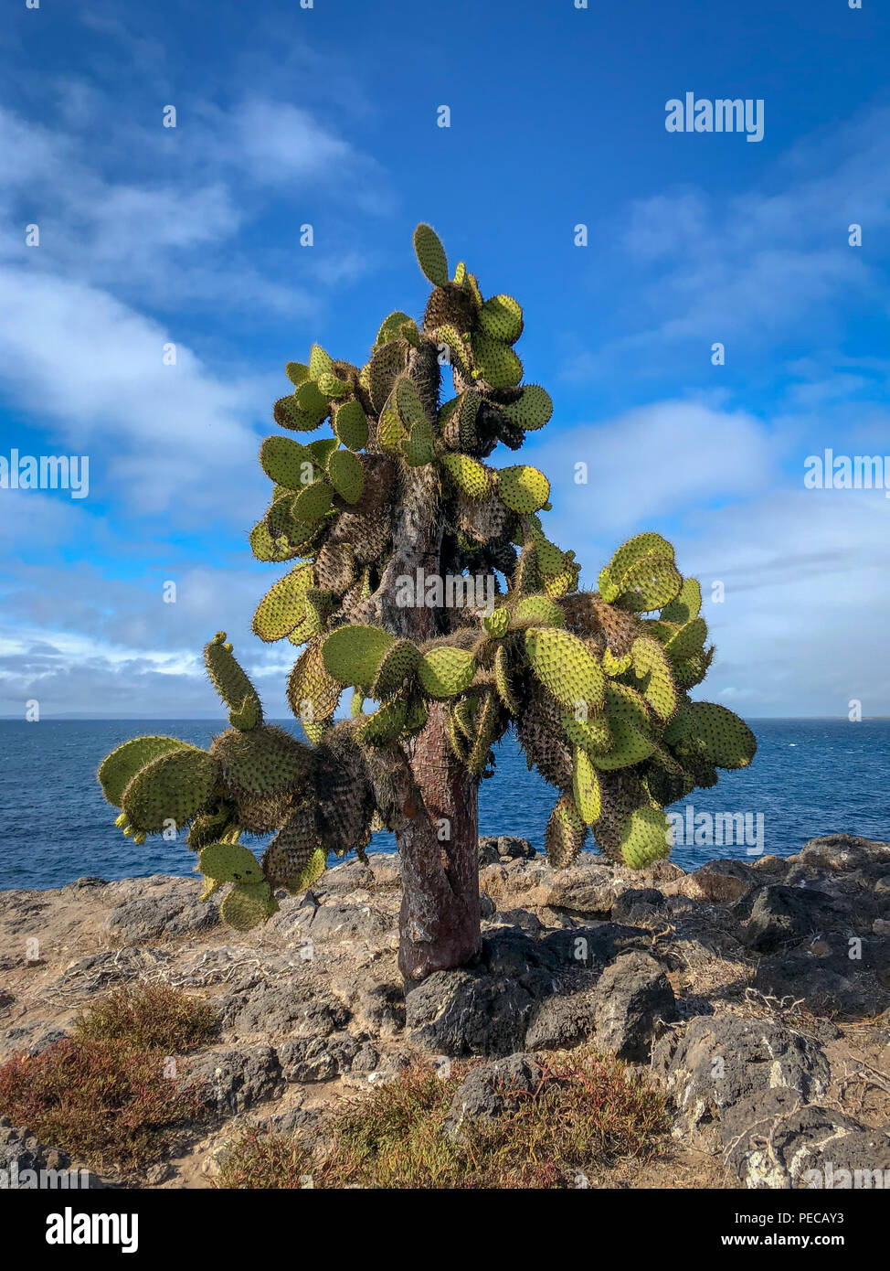 Cactus di Galápagos Foto Stock