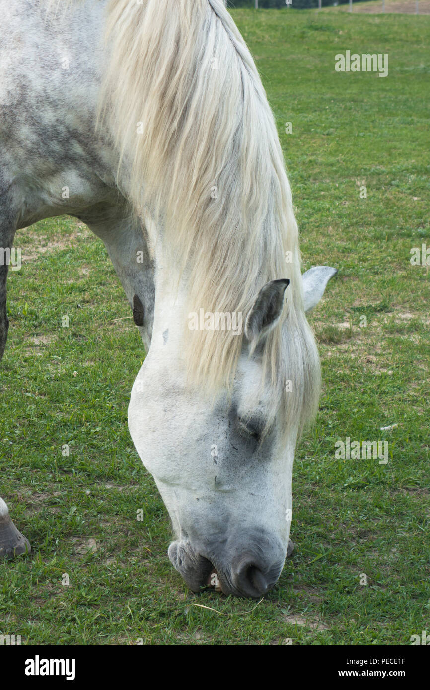 Un cavallo bianco il pascolo in un pascolo Foto Stock