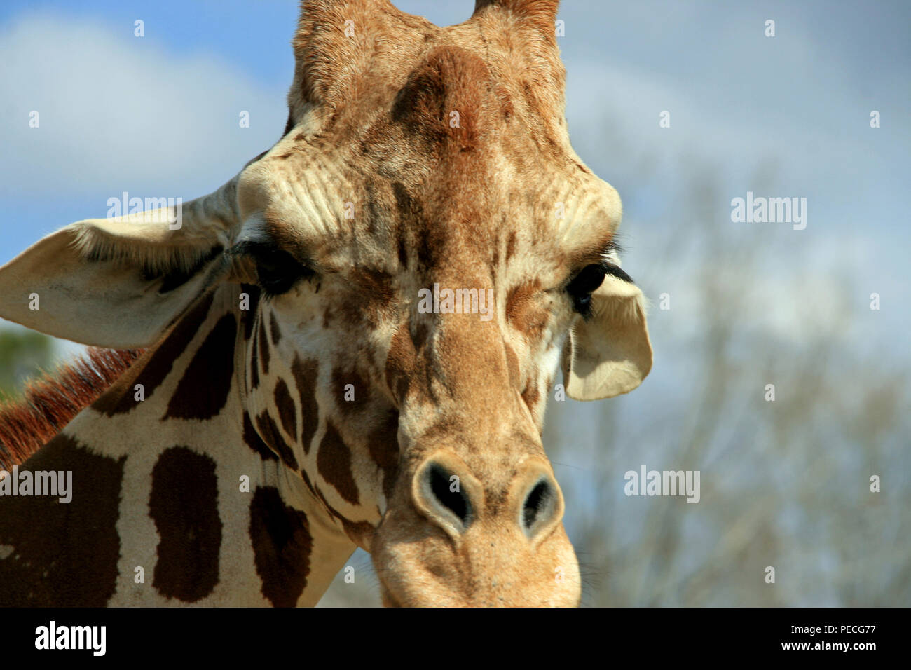 La giraffa lo sguardo Foto Stock