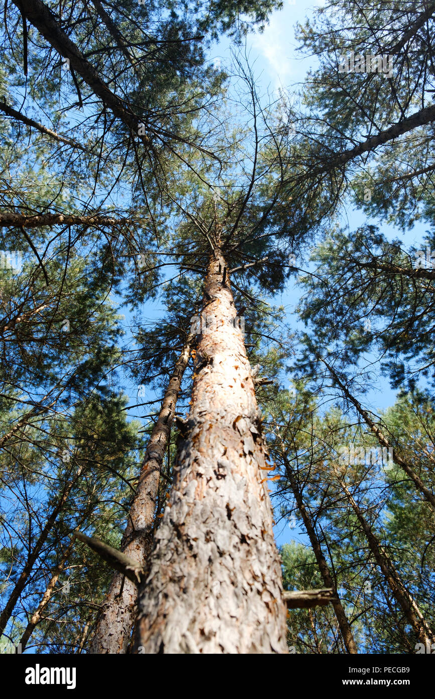 Tronco di albero - guardando in alto nella foresta di alberi di pino Foto Stock