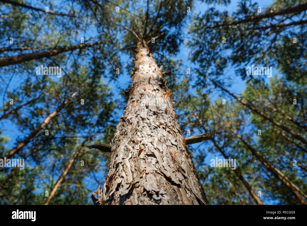 Tronco di albero closeup - guardando in alto nella foresta di alberi di pino Foto Stock