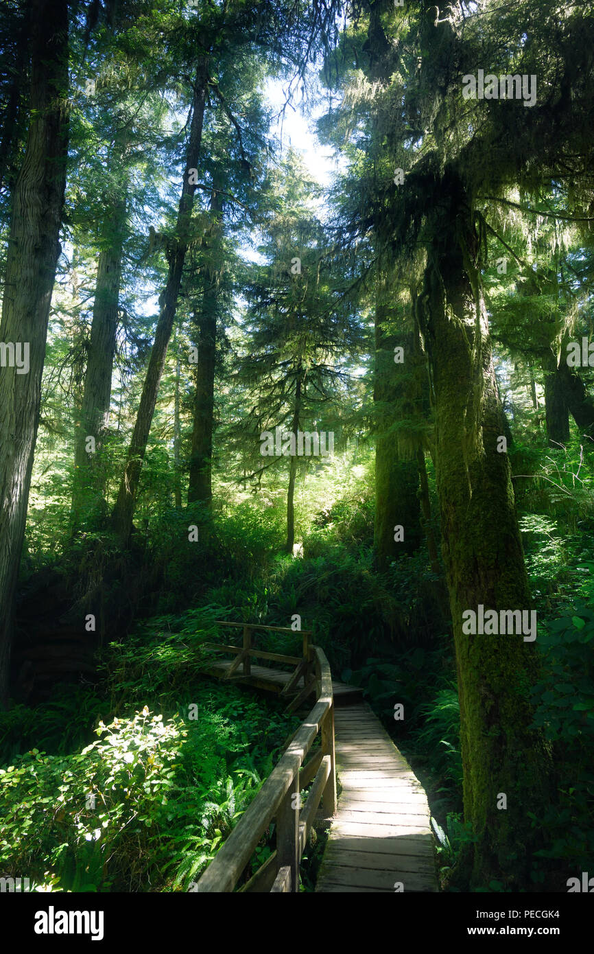 Pacific Rim Parco Nazionale il sentiero della foresta pluviale in bella luce del sole incandescente. Tofino, Isola di Vancouver, BC, Canada. Foto Stock