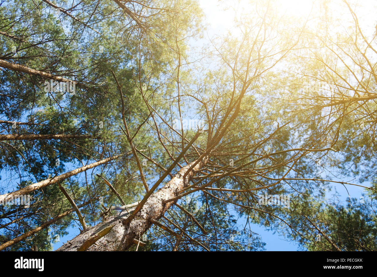 Alberi , di sole e cielo blu - foresta di alberi di pino Foto Stock