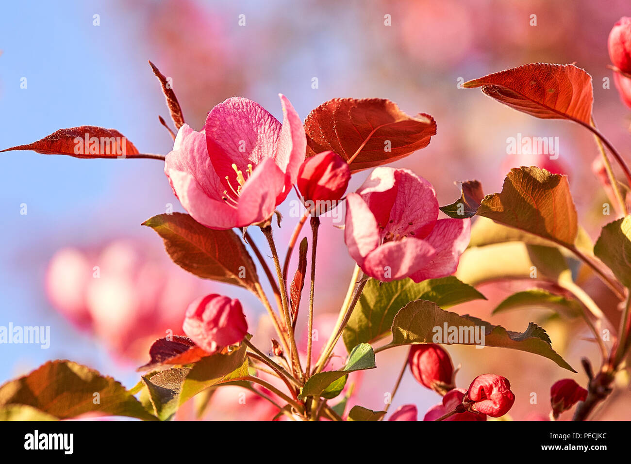 Apple rose fiori, primavera sbocciano i fiori su sfondo blu. Foto Stock