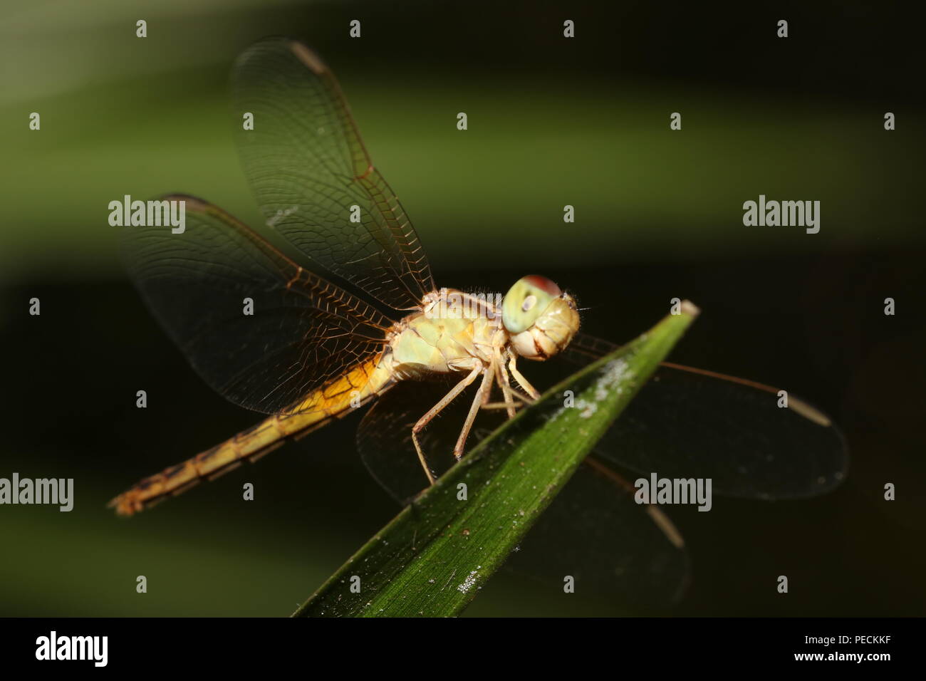 Una libellula su una foglia d'albero Foto Stock