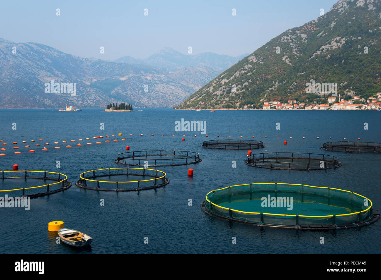 Fattoria di Pesce, la Baia di Kotor, Montenegro Foto Stock