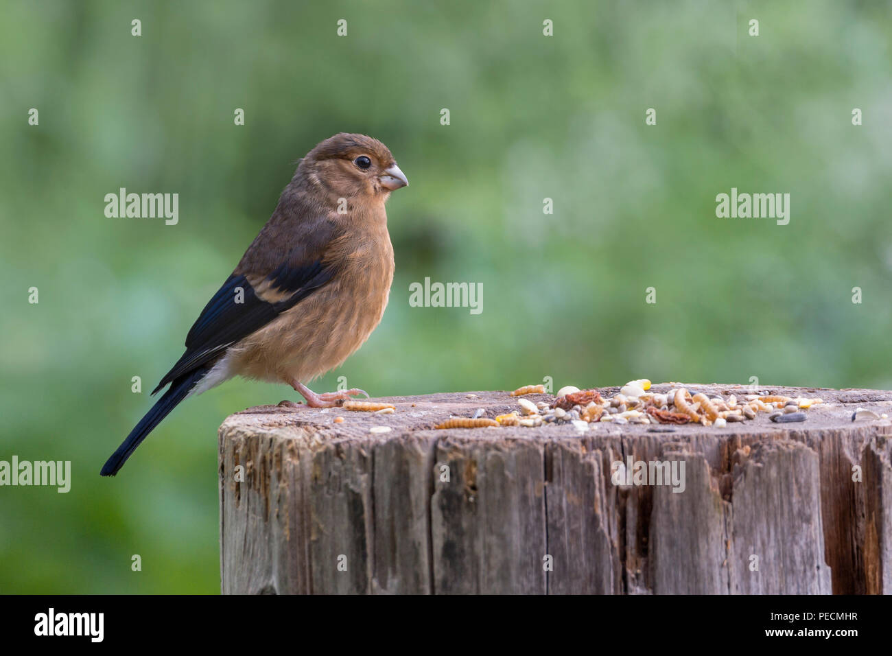Bullfinch comune, giovane, Bassa Sassonia, Germania, Pyrrhula pyrrhula Foto Stock