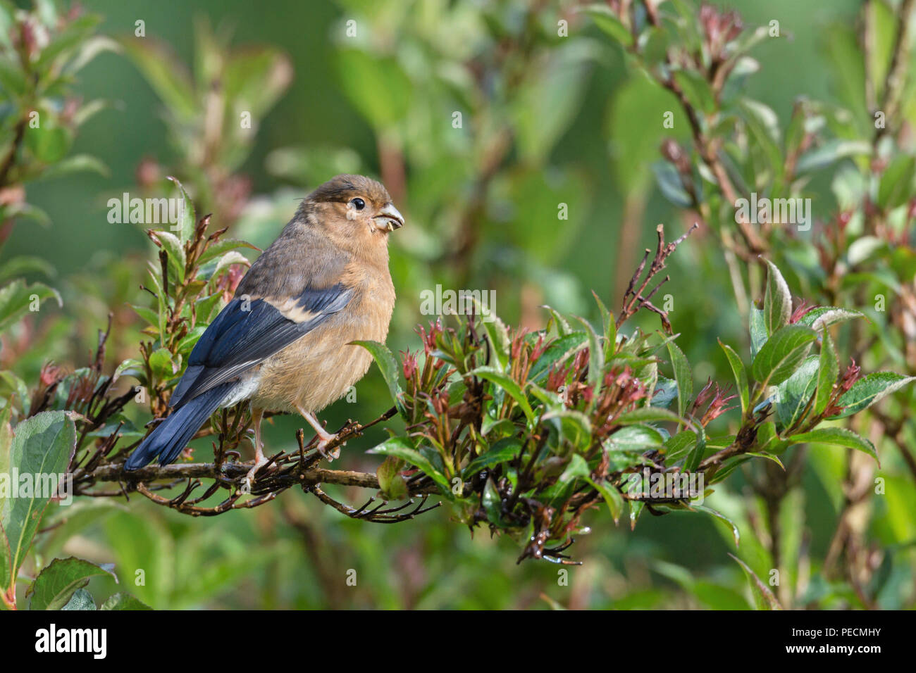 Bullfinch comune, giovane, Bassa Sassonia, Germania, Pyrrhula pyrrhula Foto Stock