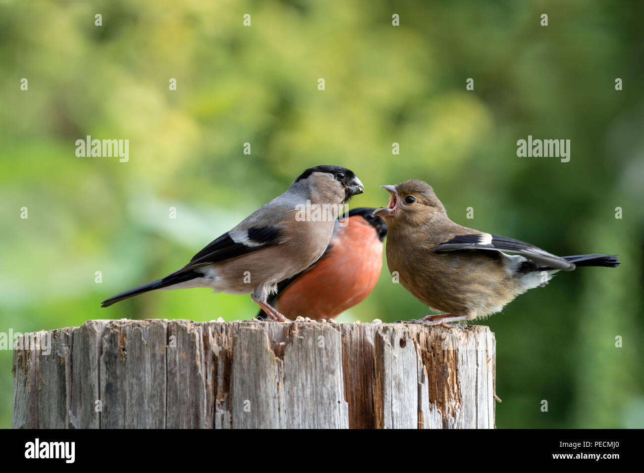 Comune, bullfinch coppia col giovane, Bassa Sassonia, Germania, Pyrrhula pyrrhula Foto Stock