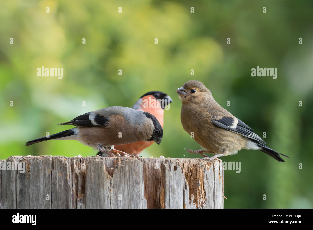Comune, bullfinch coppia col giovane, Bassa Sassonia, Germania, Pyrrhula pyrrhula Foto Stock