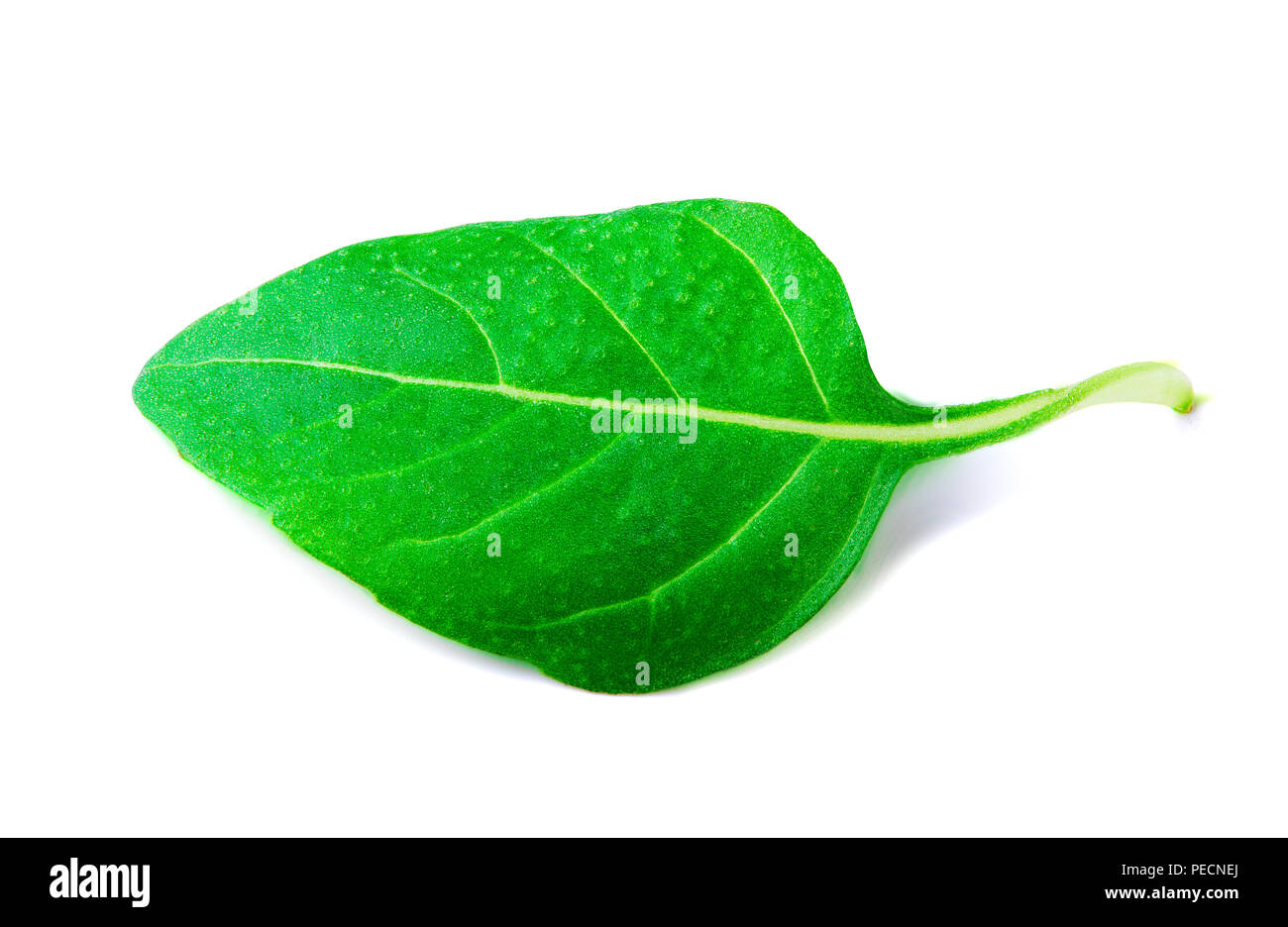 Fresche foglie di basilico su sfondo bianco con percorso di clipping. Foto Stock