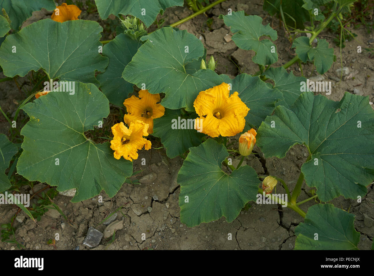 La Cucurbita maxima Foto Stock