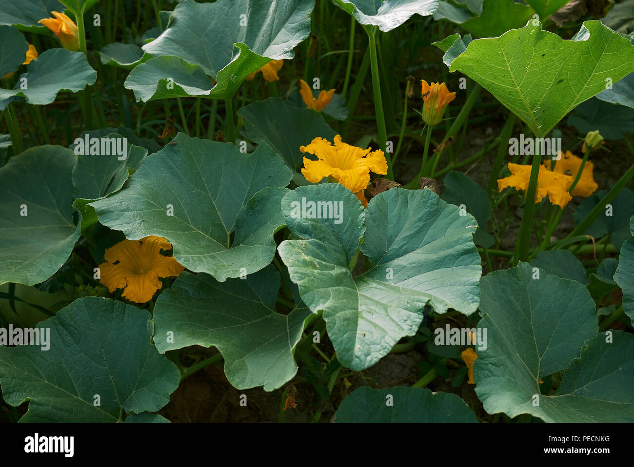 La Cucurbita maxima Foto Stock