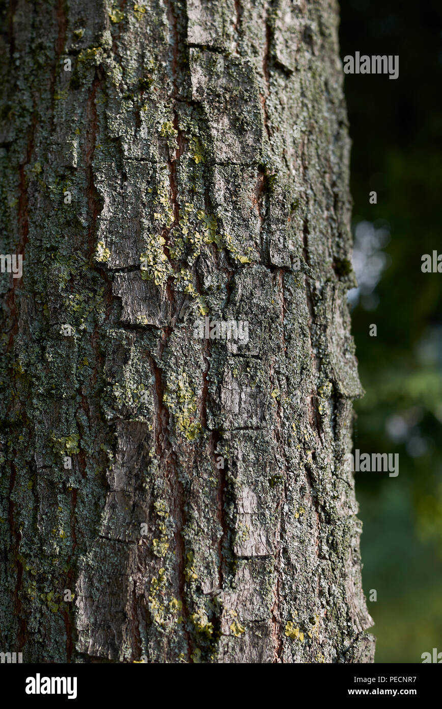 Koelreuteria paniculata corteccia Foto Stock