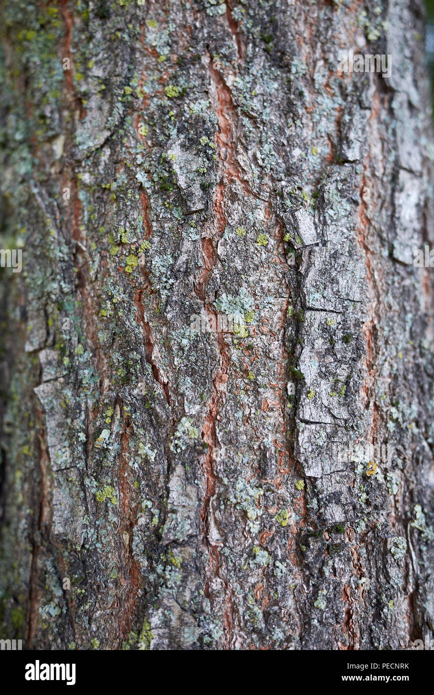 Koelreuteria paniculata corteccia Foto Stock