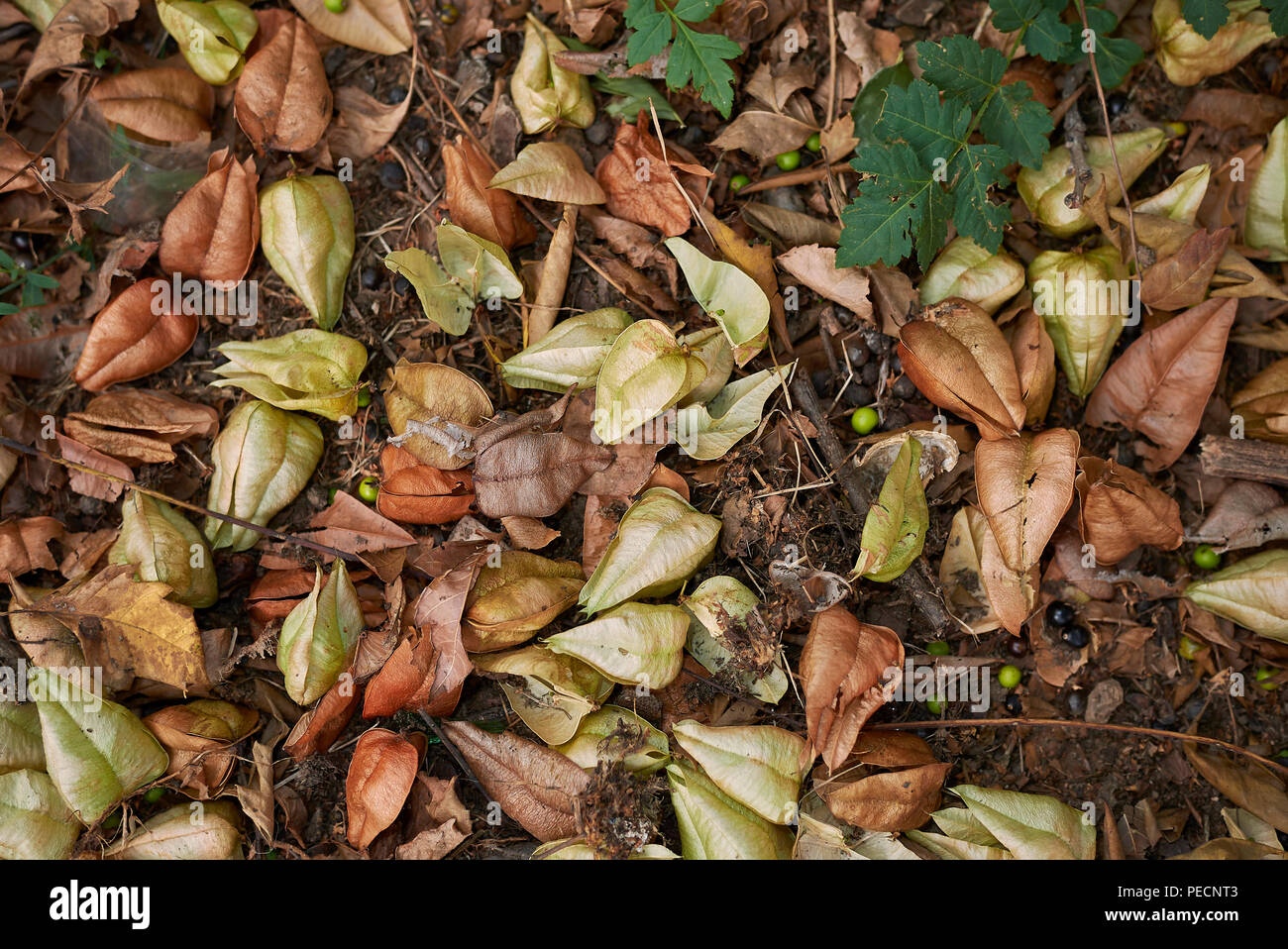 Koelreuteria paniculata Foto Stock