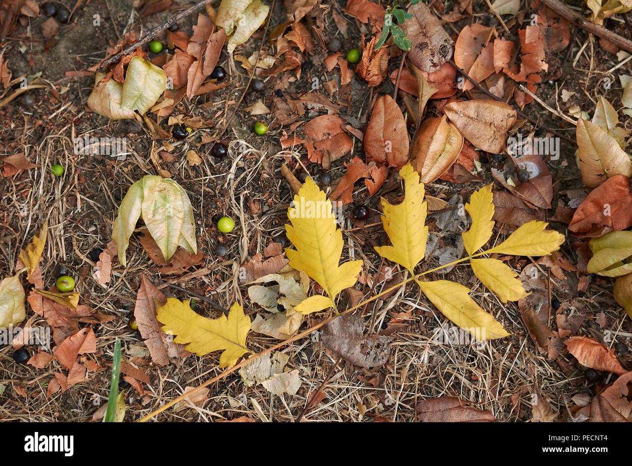 Koelreuteria paniculata Foto Stock