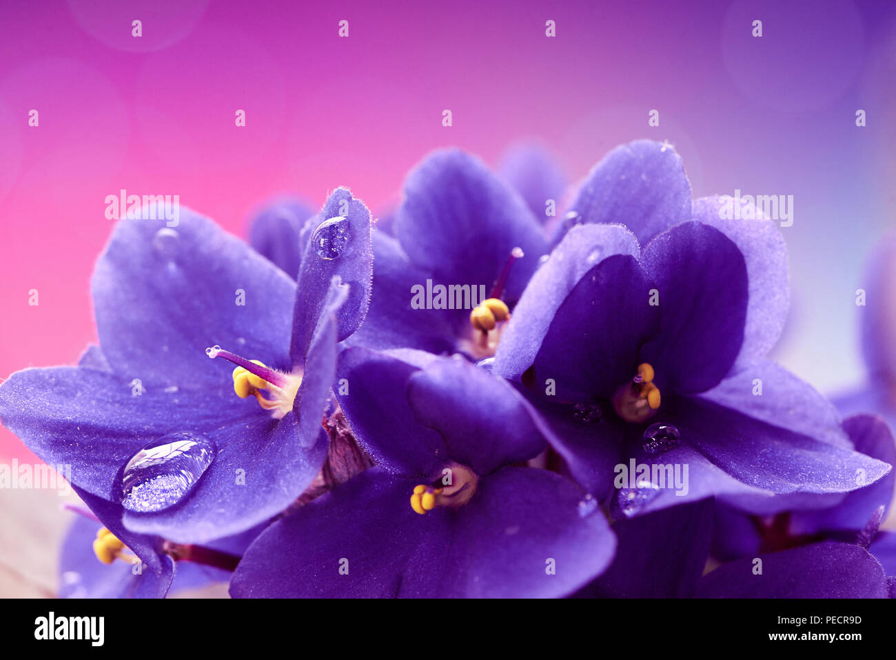 Bellissimo sfondo della molla con le viole fiore. Macro shot. Carta da parati. Foto Stock