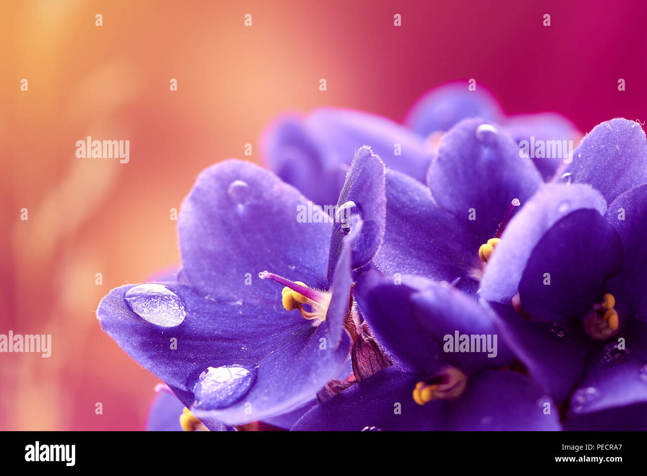 Bellissimo sfondo della molla con le viole fiore. Macro shot. Carta da parati. Foto Stock