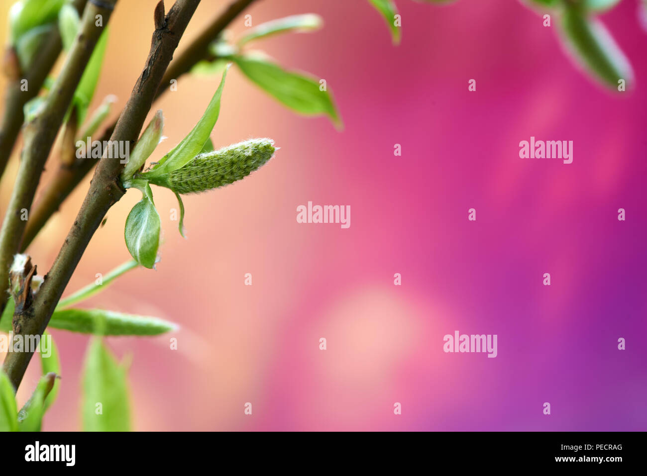 Molla di bello sfondo con ramo verde sulla colorata texture. Macro shot. Carta da parati. Foto Stock