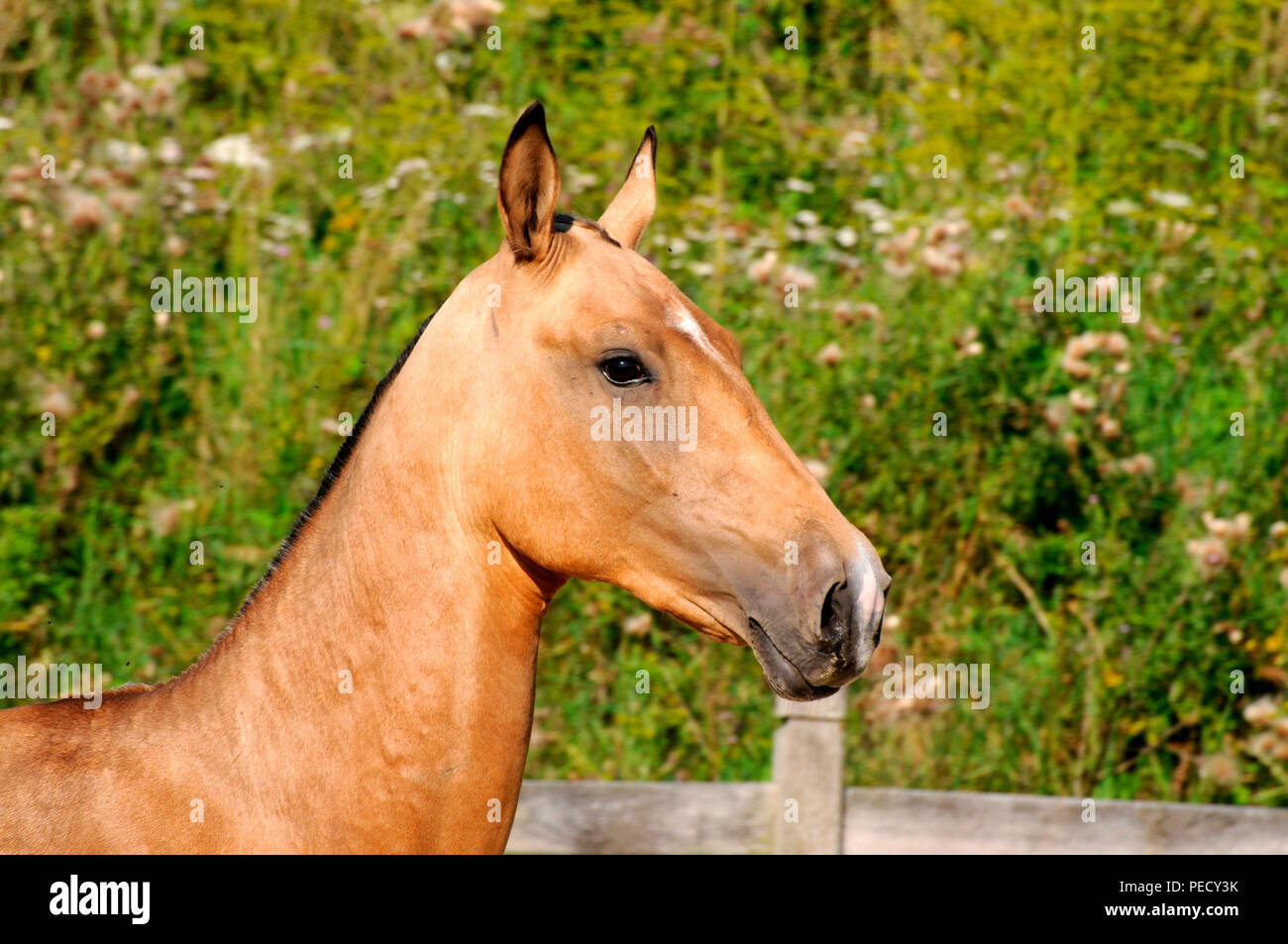 Akhal Teke, Palomino, giovane stallone Foto Stock