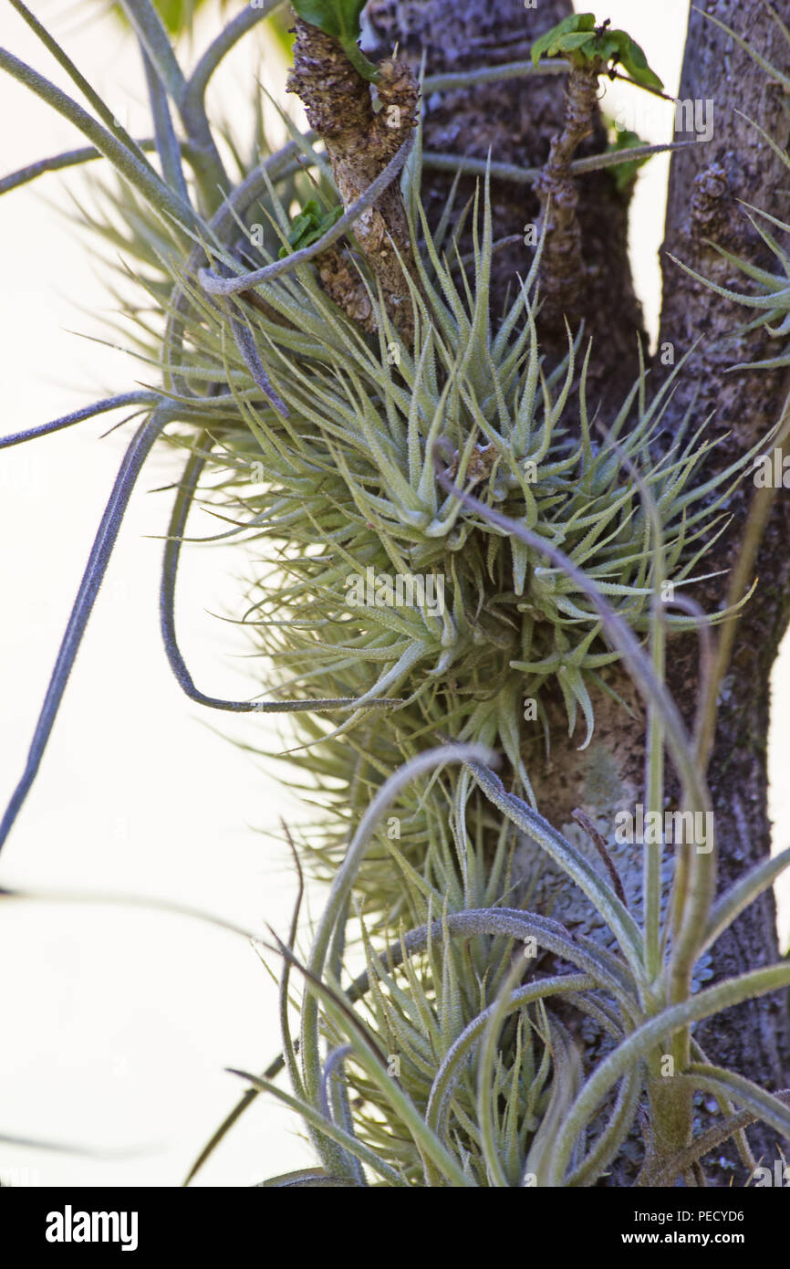 Impianto di aria in habitat naturali Foto Stock