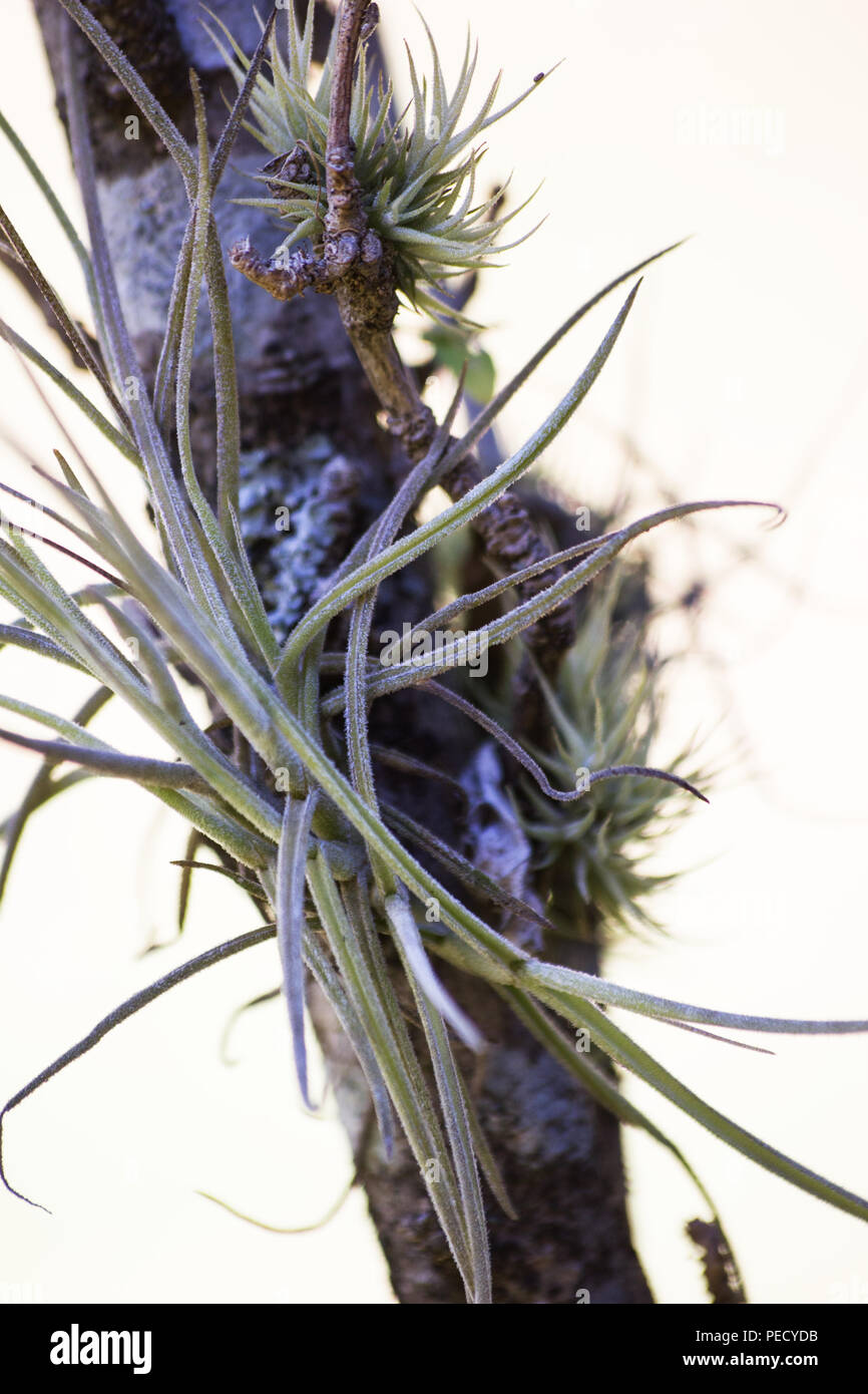 Impianto di aria in habitat naturali Foto Stock