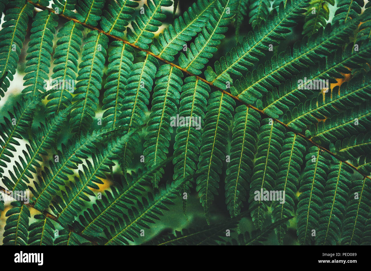 La natura lascia la texture dello sfondo. Foto Stock