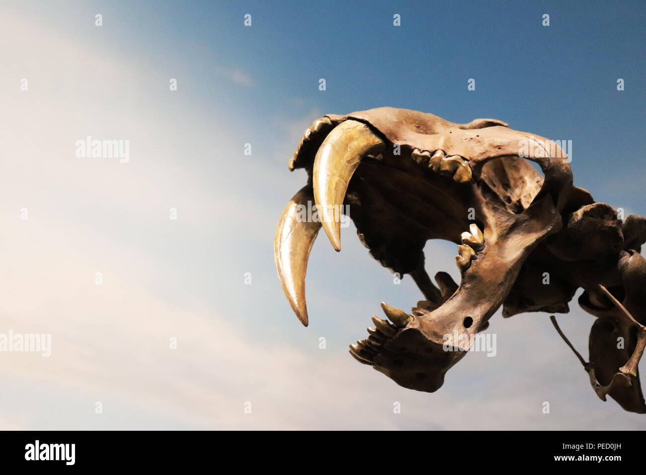 Lo scheletro di un Saber dente tigre Foto Stock