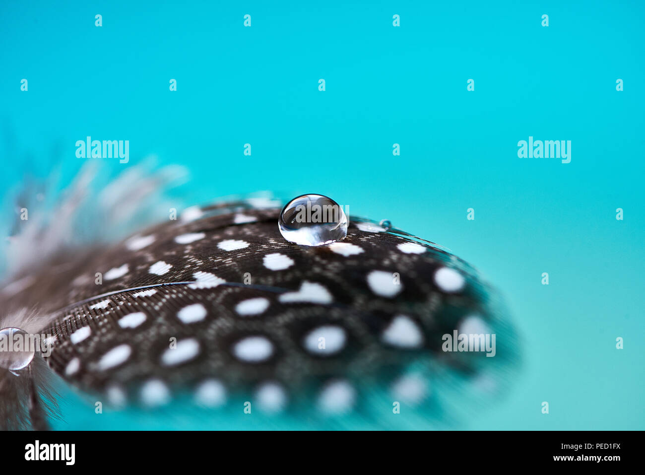 Sfondo con piuma di uccello. Faraona in soffice piuma trasparente con gocce di acqua su sfondo turchese. Abstract artistica romantica delicata immagine magica per la vacanza, carte. Foto Stock