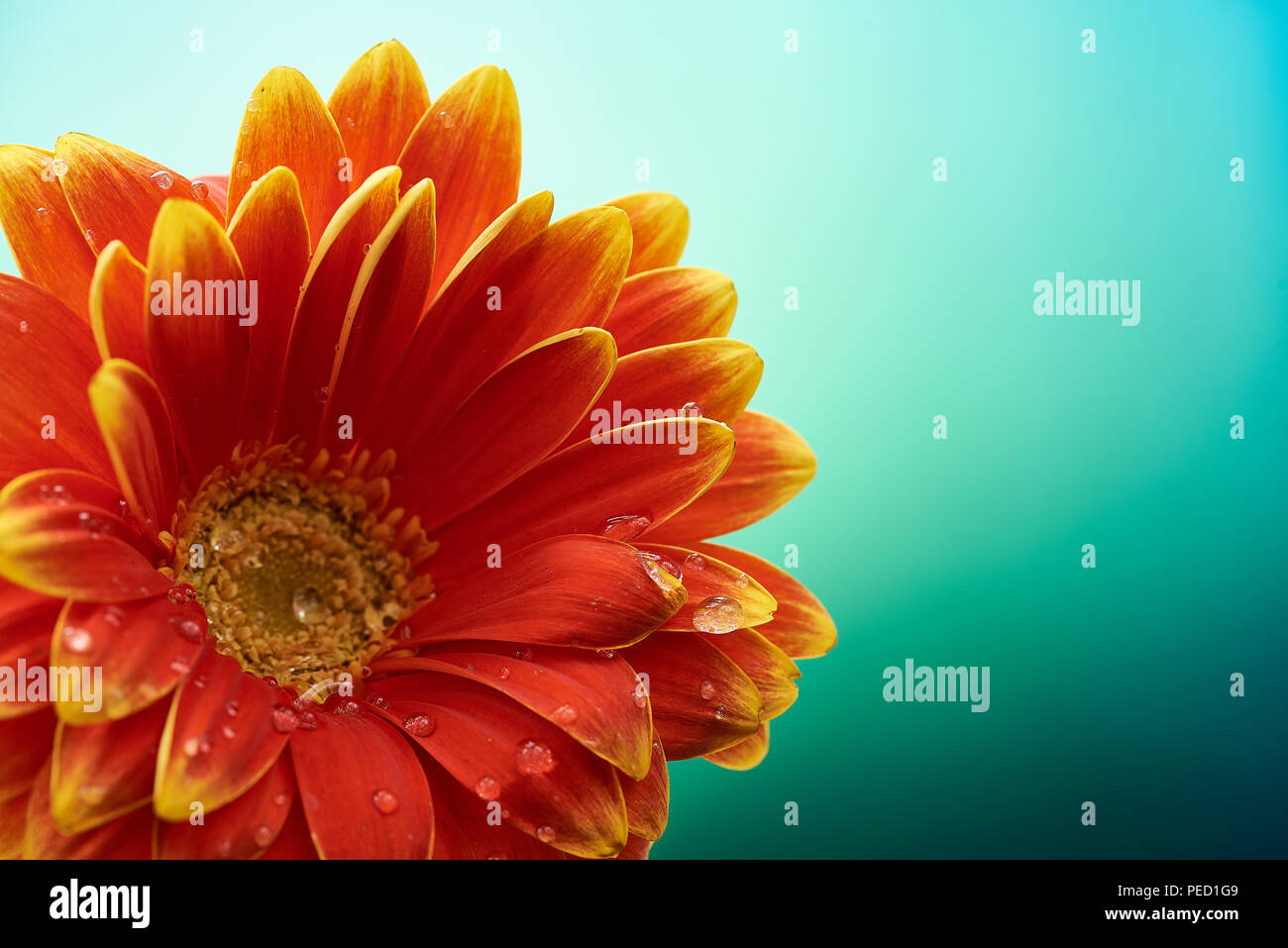 Bellissimo fiore di arancia Gerbera con gocce d'acqua sul turchese sfondo astratto. La fotografia macro di fiori di gerbera. Foto Stock