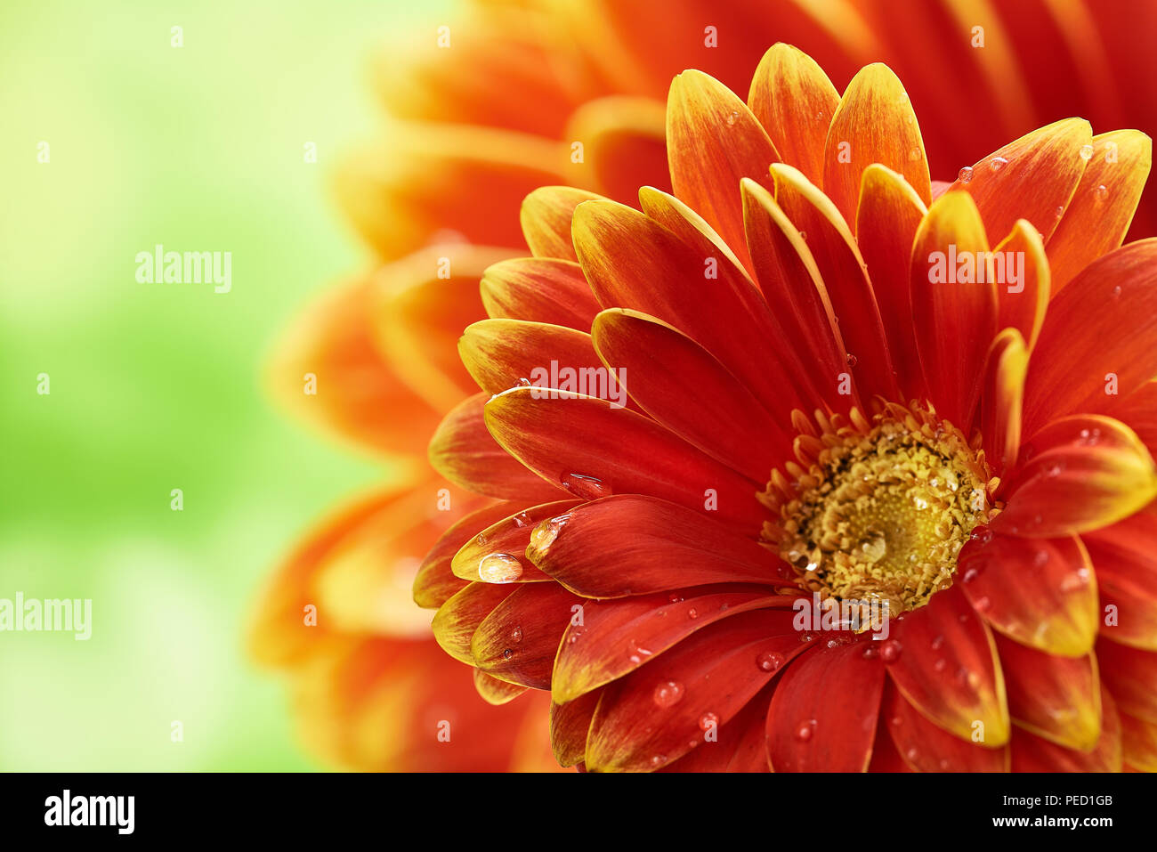 Bellissimo fiore di arancia Gerbera con gocce d'acqua sul verde sfondo astratto. La fotografia macro di fiori di gerbera. Foto Stock