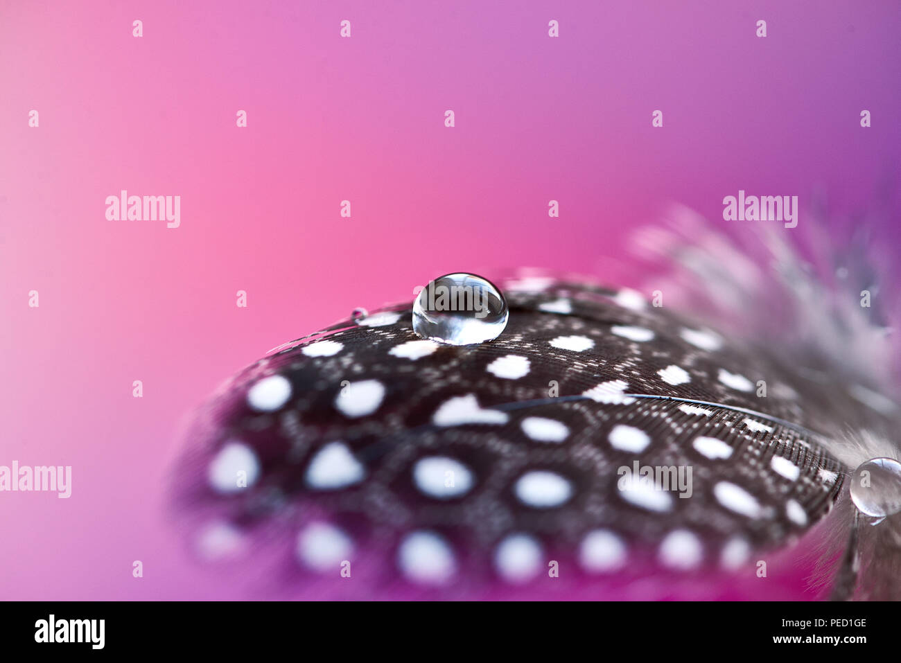 Sfondo con piuma di uccello. Faraona in soffice piuma trasparente con gocce di acqua su sfondo rosa. Abstract artistica romantica delicata immagine magica per la vacanza, carte. Foto Stock