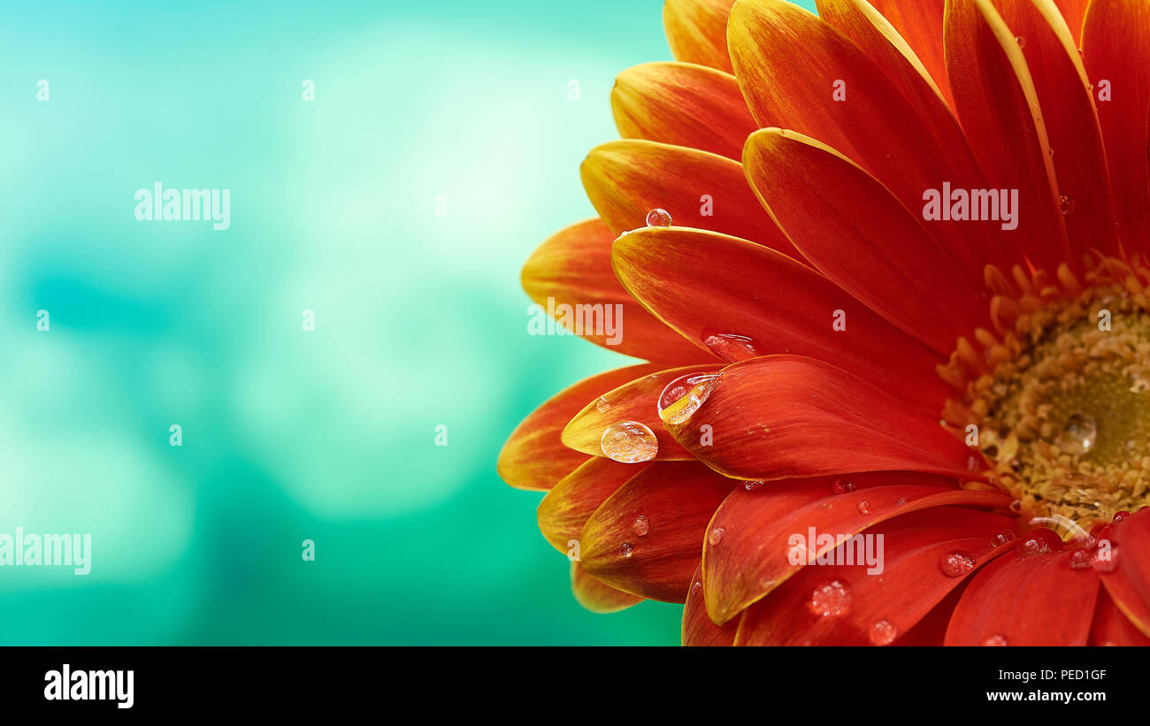 Bellissimo fiore di arancia Gerbera con gocce d'acqua sul turchese sfondo astratto. La fotografia macro di fiori di gerbera. Foto Stock
