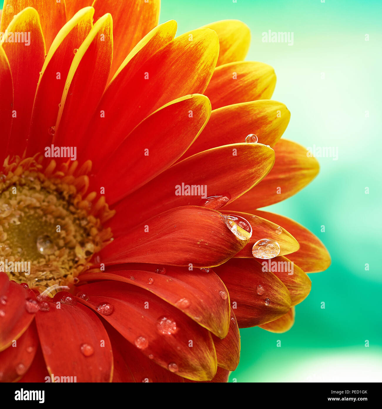 Bellissimo fiore di arancia Gerbera con gocce d'acqua sul turchese sfondo astratto. La fotografia macro di fiori di gerbera. Foto Stock