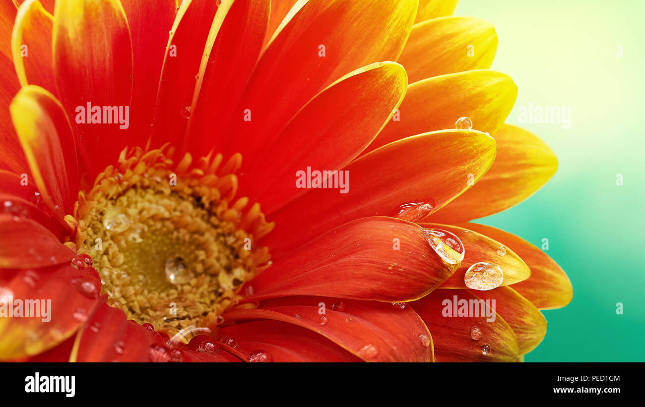 Bellissimo fiore di arancia Gerbera con gocce d'acqua sul turchese sfondo astratto. La fotografia macro di fiori di gerbera. Foto Stock