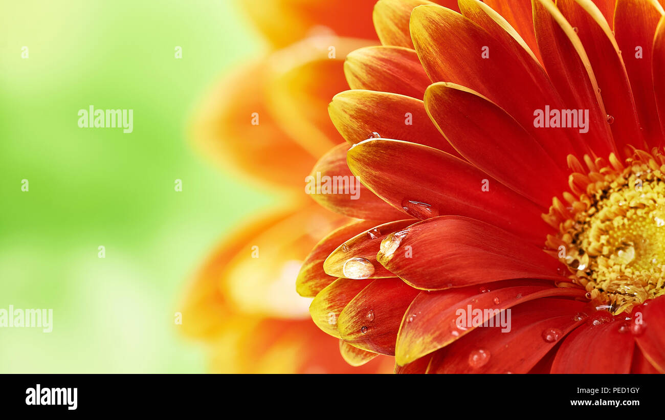 Bellissimo fiore di arancia Gerbera con gocce d'acqua sul verde sfondo astratto. La fotografia macro di fiori di gerbera. Foto Stock