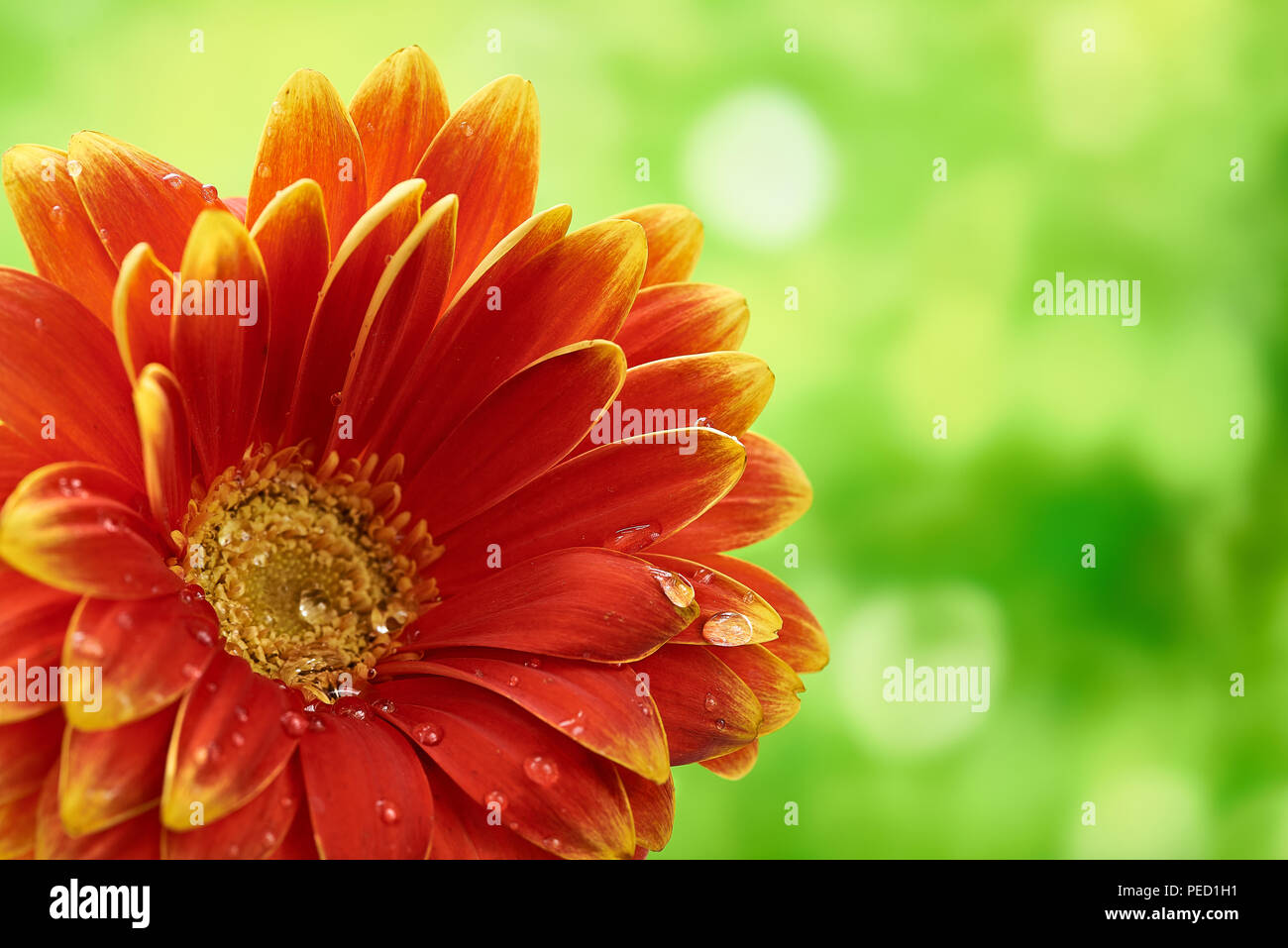 Bellissimo fiore di arancia Gerbera con gocce d'acqua sul verde sfondo astratto. La fotografia macro di fiori di gerbera. Foto Stock