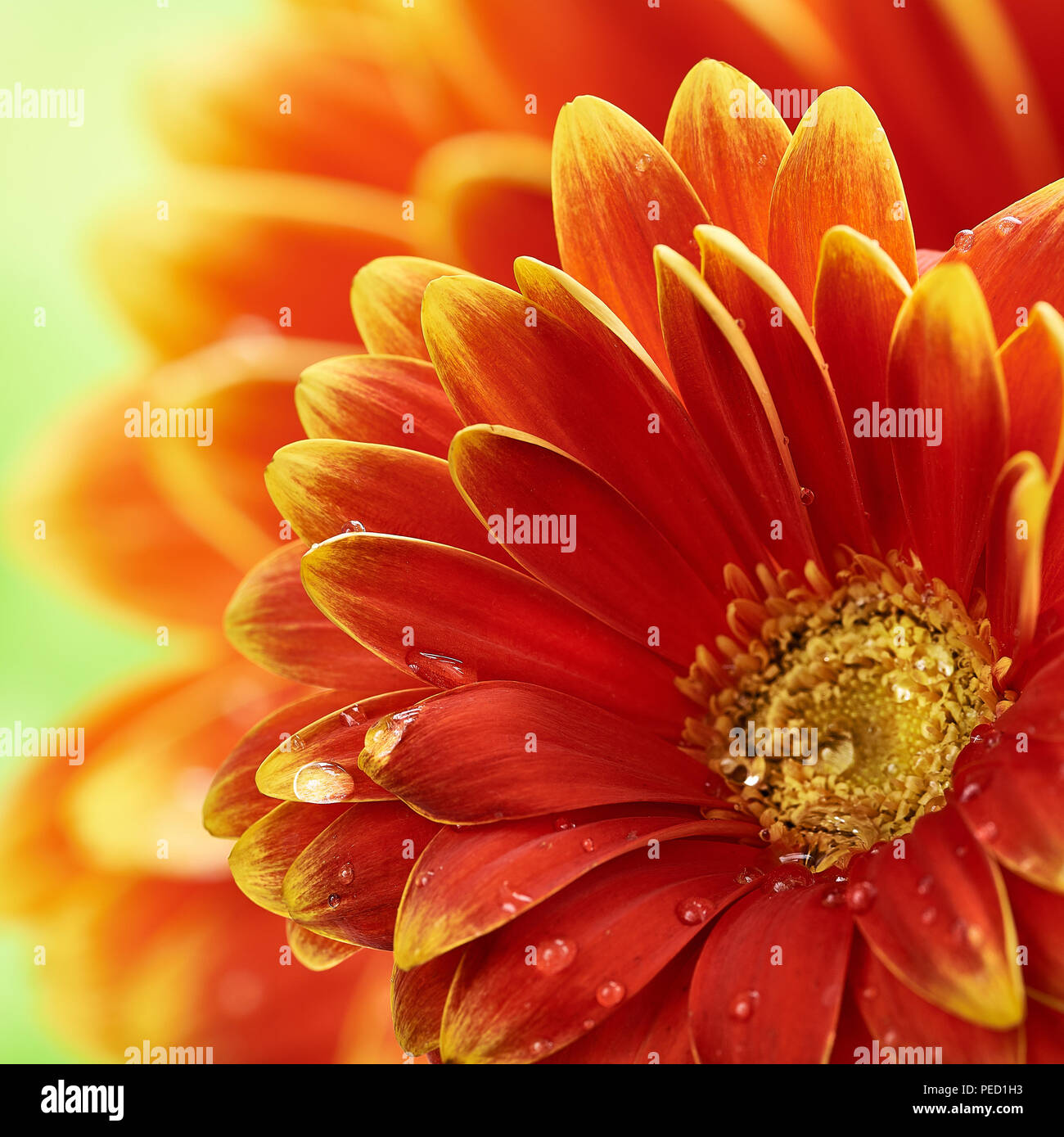 Bellissimo fiore di arancia Gerbera con gocce d'acqua. La fotografia macro di fiori di gerbera. Foto Stock