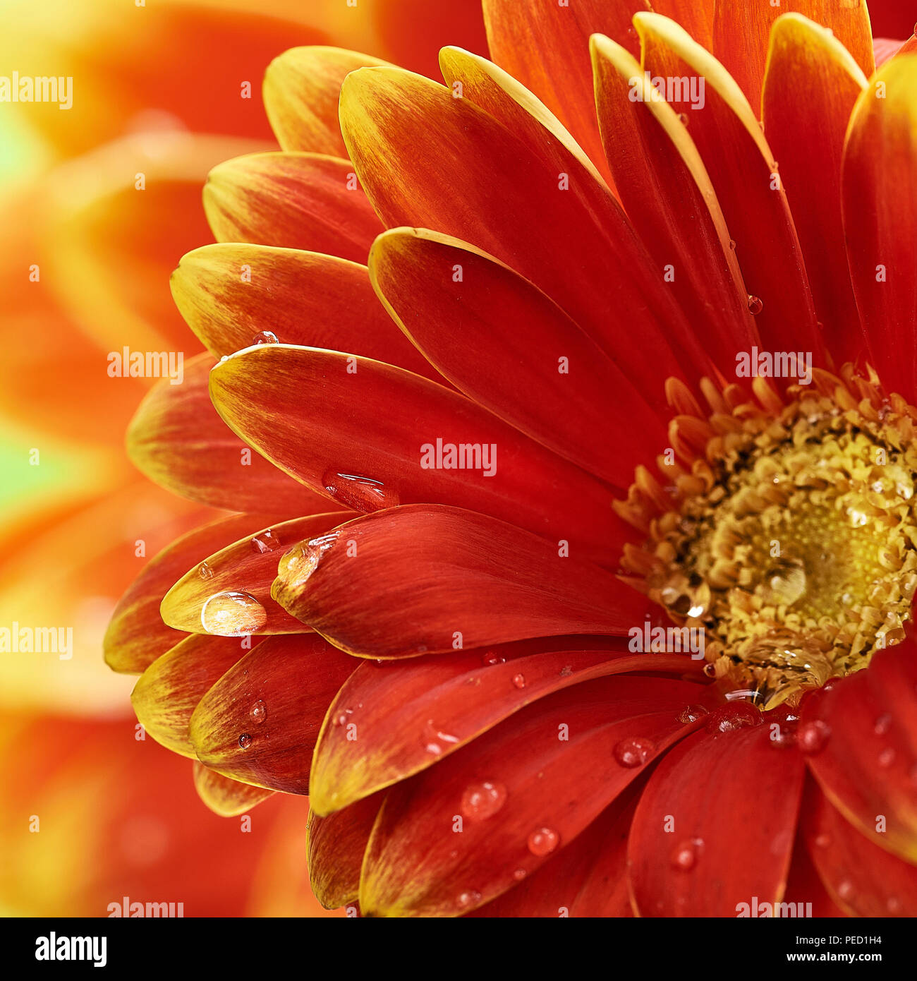 Bellissimo fiore di arancia Gerbera con gocce d'acqua. La fotografia macro di fiori di gerbera. Foto Stock