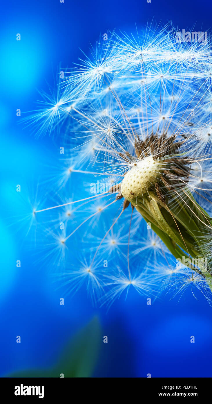 Macro di un dente di leone sul blu sfondo astratto. Carta da parati. Foto Stock
