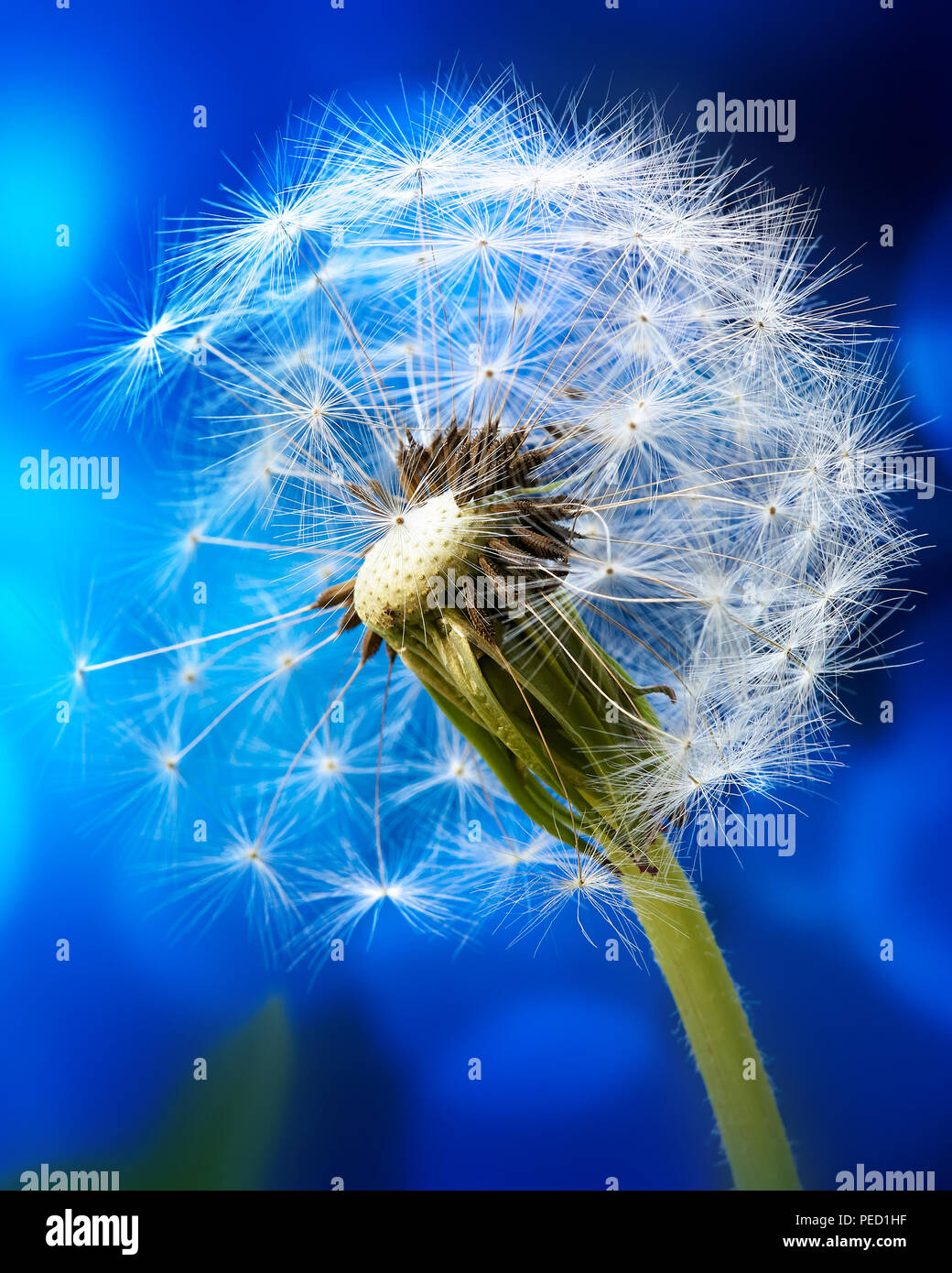 Macro di un dente di leone sul blu sfondo astratto. Carta da parati. Foto Stock